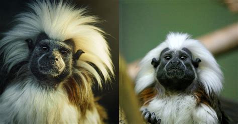 El Mono Tití Cabeciblanco única Especie En Colombia Que Está En