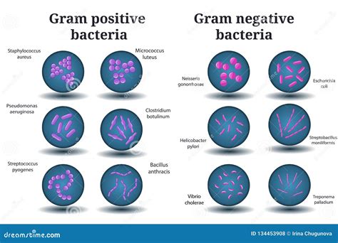Gram Positive And Gram Negative Bacteria Coccus Bacillus Curved Bacteria In Petri Dish Stock