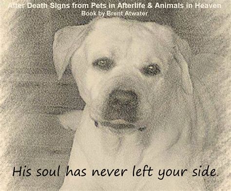 Inspirational Dog Loss Quotes From Animal Souls W Brent