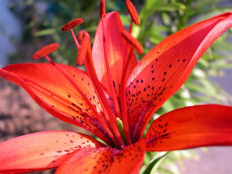 Lux Counter Types Of Lily Flowers With Pictures Check Spelling Or