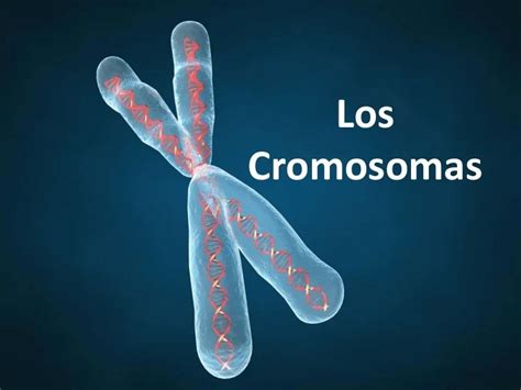 Que Es Un Cromosoma Y Rolla