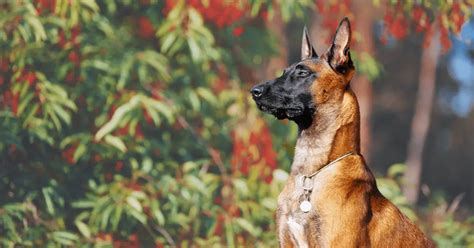 7 Most Obedient Dog Breeds In The World 2023 Update World Dog Finder