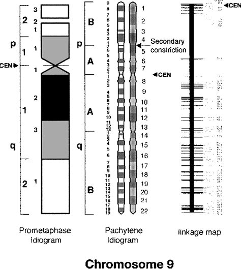 Figure 1 From Development Of A Quantitative Pachytene Chromosome Map In