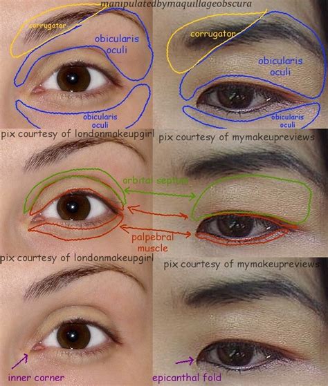 Asian Eyes Vs Caucasian Eyes