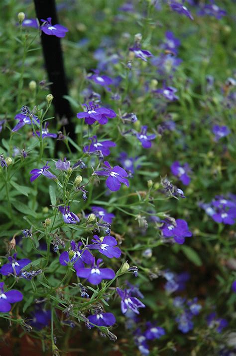 The flowers are dark blue with long spines. Hot Springs™ Dark Blue Lobelia (Lobelia 'Hot Springs Dark ...