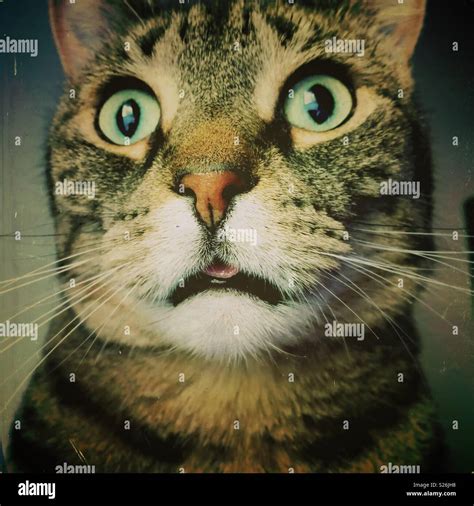 Funny Tabby Cat With Tongue Sticking Out Looking Surprised Stock Photo