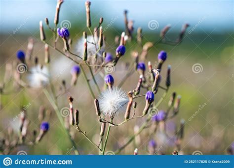 Summer Dandelions In The Meadow In Summer Stock Image Image Of Seed