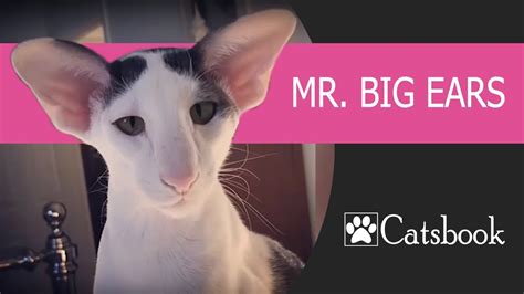 Cat Breeds With Big Ears