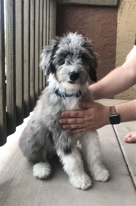 aussiedoodle cute dogs cute dogs  puppies raining cats  dogs