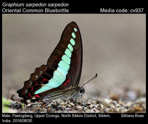 Graphium Sarpedon Linnaeus 1758 Common Bluebottle Butterfly