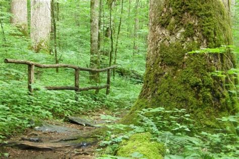 The Joyce Kilmer Memorial Forest In North Carolina Has