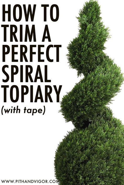 How To Trim A Perfect Spiral Topiary Pith Vigor