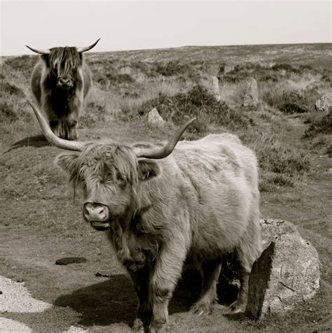 Scottish Highland Cows In Dartmoor National Park Animals Beautiful