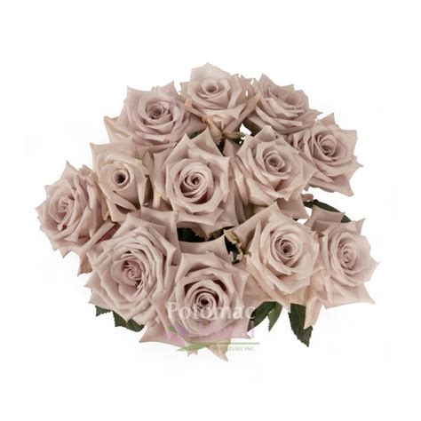 Rose Menta Light Gray Lavender 40 To 50 Cm Potomac Floral Wholesale