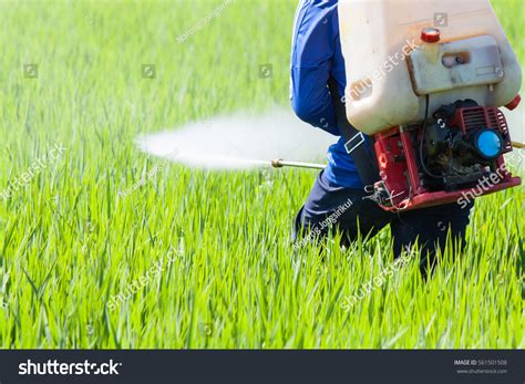 Farmer Spraying Pesticide Rice Field Stock Photo 561501508 Shutterstock