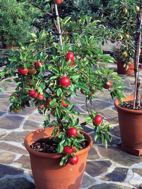 Container Gardening 9 Fruit Plants For Pots Small