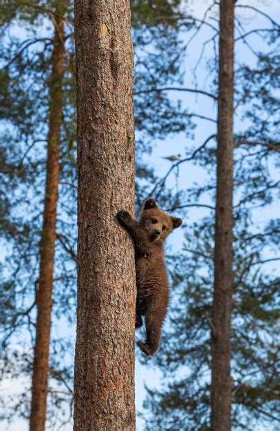 Premium Photo Bear Cub Climbed A Tree