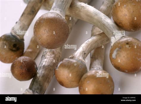 Psilocybin Mushroom India All Mushroom Info