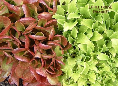 Growing Historical Heirloom Lettuce Varieties