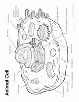 Cell Animal Coloring Photosynthesis Worksheet Getcolorings Printable sketch template