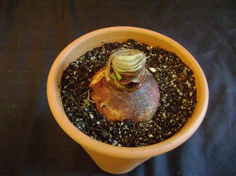 Will you find anybody who doesn't want to avail of this. Houseplant Guru: Amaryllis Care