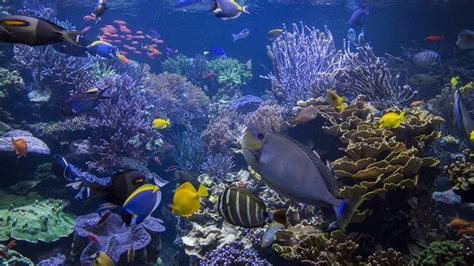 Climate Change Warming Oceans May Reduce Sea Life By 17