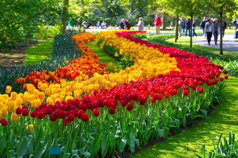 Keukenhof holland tulpen tulpe frühling blumen blume garten niederlande blüte. Bunte Tulpen Im Keukenhof Parken, Holland Stockfoto - Bild ...