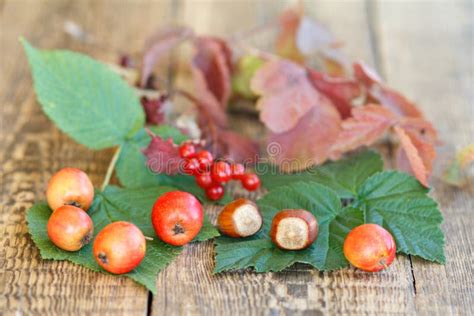 Autumn Still Life With Fruits Of Hawthorn Hazelnuts Branch Of