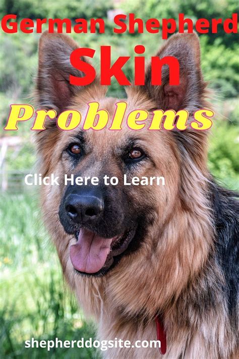 German Shepherd Skin Problems Dog Skin Problem Dog Treatment German