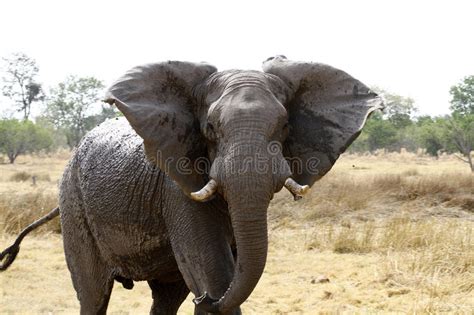 Big Bull Elephant In Grassland Of Africa Stock Photo Image Of Long
