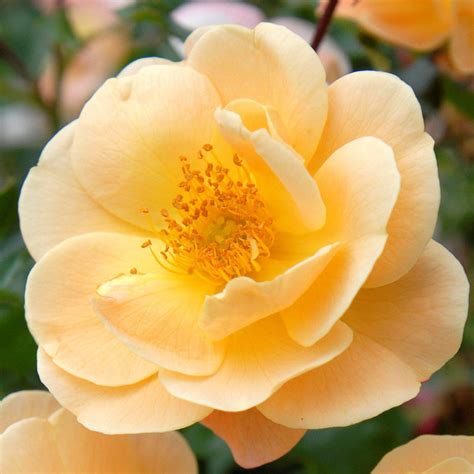 Flower Carpet Rose Amber Easy To Grow Bulbs