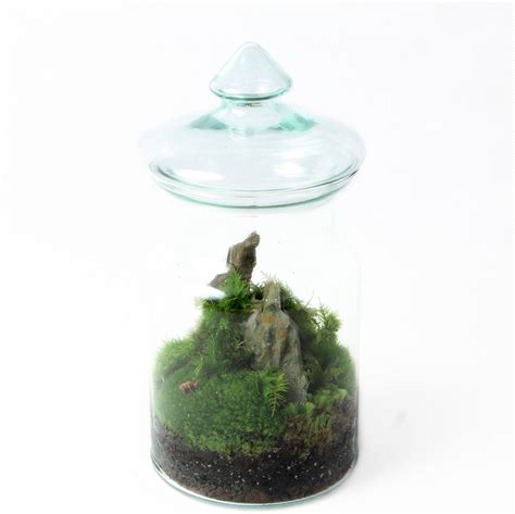 Moss Terrarium Kit Complete Diy Set For Plant Lovers With Etsy