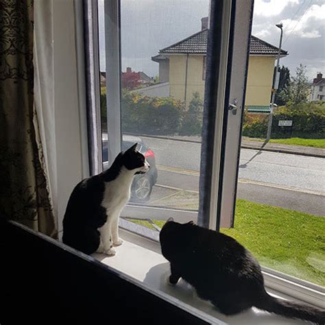 Cat Proof Window Screen Keep Your Cats Safe Buy Online