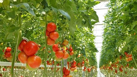 Growing veggies in a greenhouse vs. Cuesta Roble releases 2019 global greenhouse statistics ...