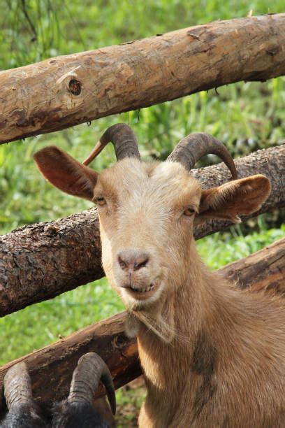 Laughing Goat Stock Photos Pictures And Royalty Free Images Istock