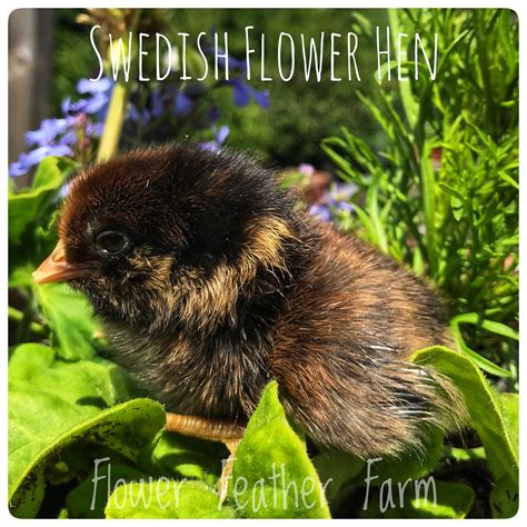 swedish flower hens aka skånsk blommehöna at flower feather farm specialty chicks and dahlias