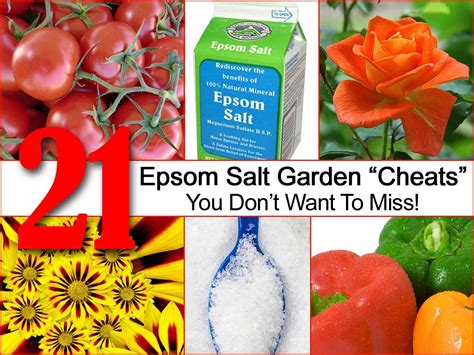 Epsom Salt For Plants Works As A Magnesium Fertilizer On