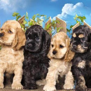 The cocker spaniel has been exhibited in united states since the early 1880s. Cocker Spaniel Puppies For Sale | Available in Phoenix & Tucson, AZ