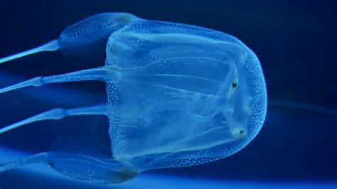 Box Jellyfish Have 24 Floating Eyes But Four Of Them Are More