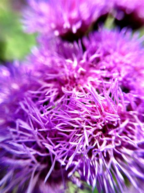 Spiky Purple Flowers Ladernewyork