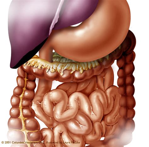 The abdominal muscles lie on top. Abdominal Illustration: Organs of the Abdomen