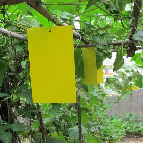 Trapro 20pack Dualsided Yellow Sticky Traps For Flying Plant Insect