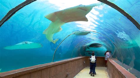 Atlantis Aquarium Em Nassau Bahamas Br