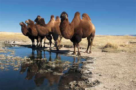 8 fascinating facts about camels