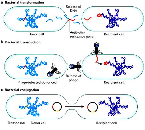 Major Pathways In Horizontal Gene Transfer Hgt A Bacterial