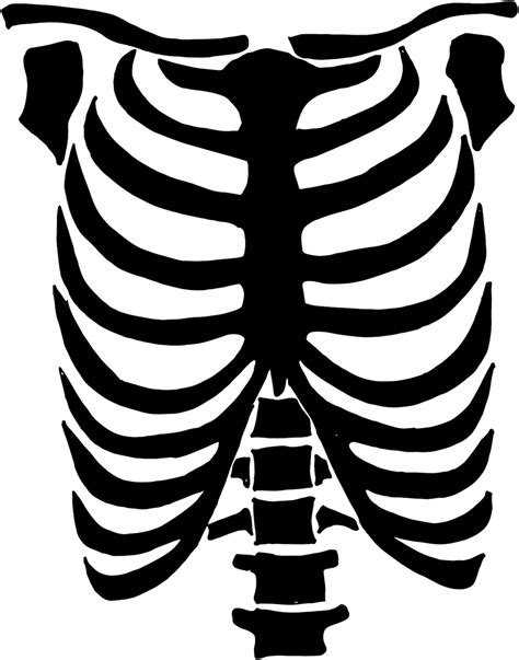 Rib Cage Svg Cricut Halloween Designs Skeleton Stencil Etsy