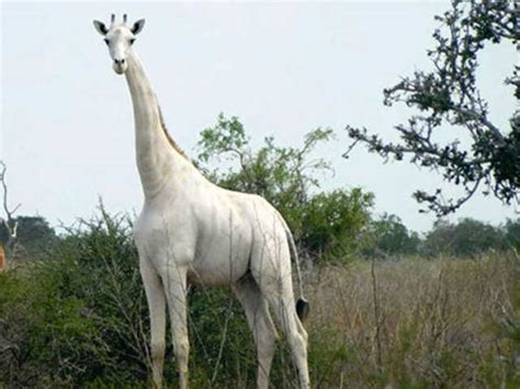 kenya s only female white giraffe and her calf killed by poachers conservationists rare white