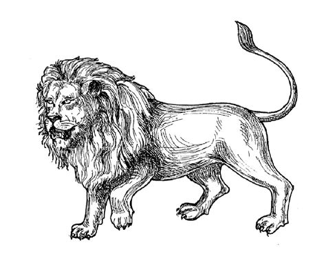 Lions are one of the most popular subjects for coloring. Africa lion - Lions Adult Coloring Pages