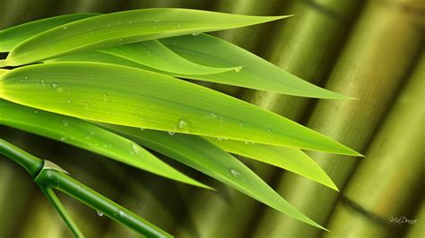 Bamboo Leaves So Bright 1920 X 1080