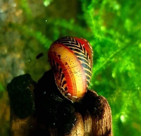 Common And Rare Types Of Nerite Snails The Aquarium Keeper